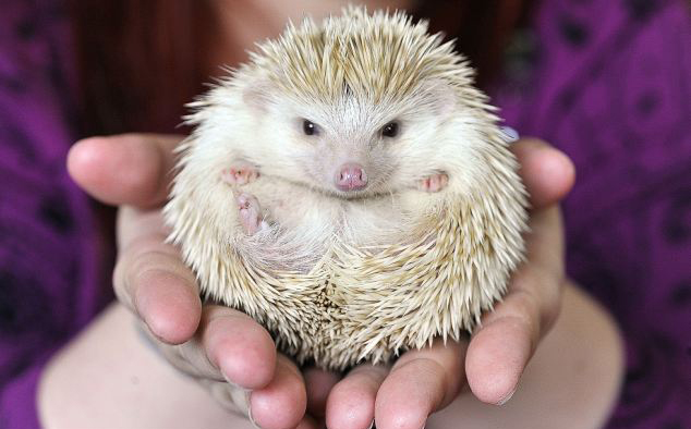 Mini-hedgehog craze in UK<BR>迷你刺猬掀最新宠物潮