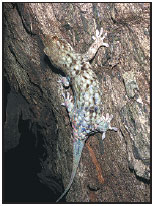 Gecko does 'striptease' to avoid becoming lunch