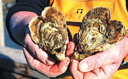 Finding love in a heart-shaped oyster