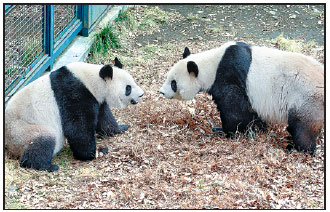 Bashful pandas mate after four-year hiatus