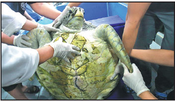 Good luck coins prove fatal for Thai turtle