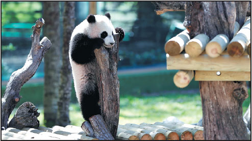 Panda cub, Spanish queen go for stroll