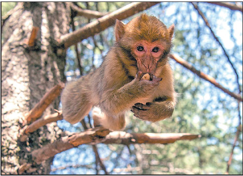 Morocco fights to save threatened iconic monkey