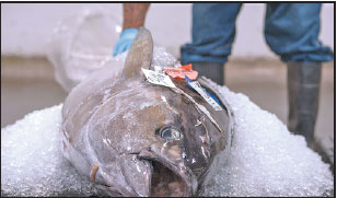 Conservation call on first World Tuna Day