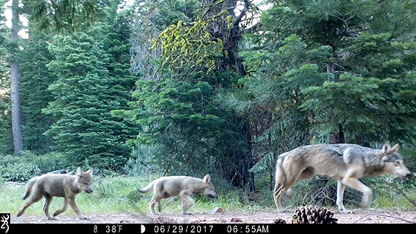 Second pack of gray wolves spotted in Northern California