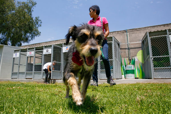 Dog's chance for subway strays