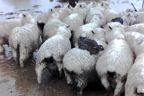 Rabbits hitch a ride to escape New Zealand floodwater