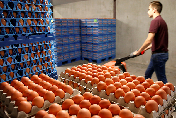 Egg probe widens to chicken meat tests