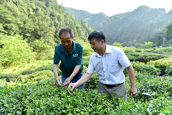 Organic tea planters sow seeds of a more sustainable future