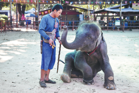 Elephants in Thailand 'broken' for tourism
