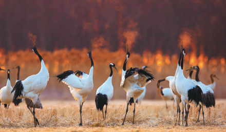 MUDFLATS DECISION SAFEGUARDS MIGRATORY BIRDS