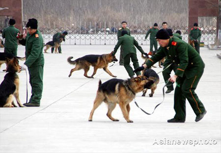 Two policemen train a police dog at a training base in Harbin, capital of Northeast China's Heilongjiang Province, March 6, 2008. More than 50 policemen from nine provinces are attending a four-month training program with 50 police dogs. After the program, a handful of the man-and-dog partners will be selected for security jobs in Beijing during the upcoming Olympic Games. [Asianewsphoto]