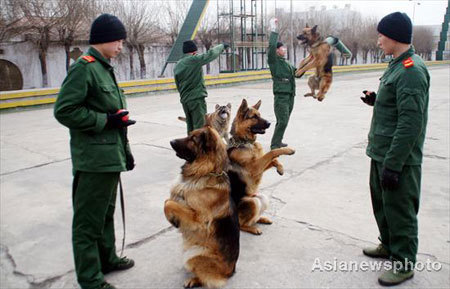 Two policemen train a police dog at a training base in Harbin, capital of Northeast China's Heilongjiang Province, March 6, 2008. More than 50 policemen from nine provinces are attending a four-month training program with 50 police dogs. After the program, a handful of the man-and-dog partners will be selected for security jobs in Beijing during the upcoming Olympic Games. [Asianewsphoto]
