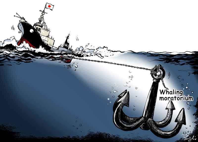 Whaling moratorium