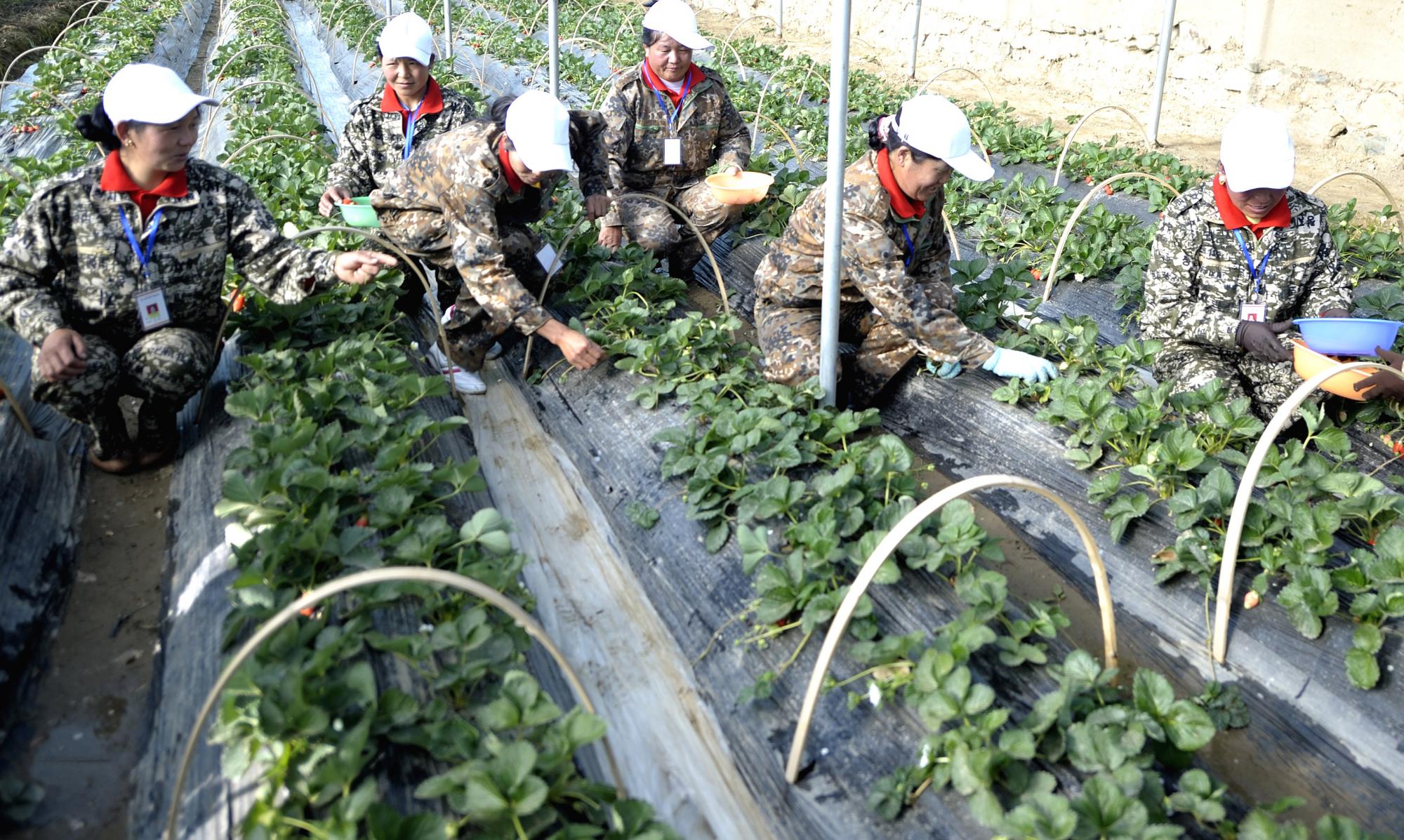 An activity of picking strawberry