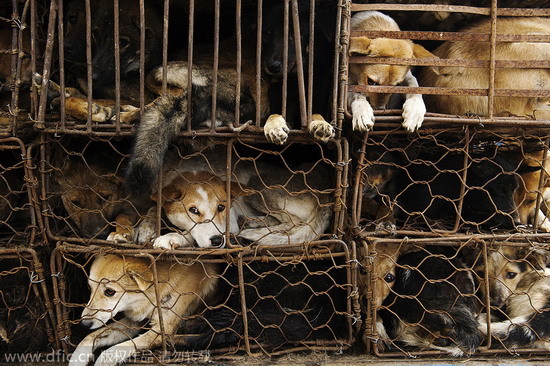 Should eating dogs be banned in China?