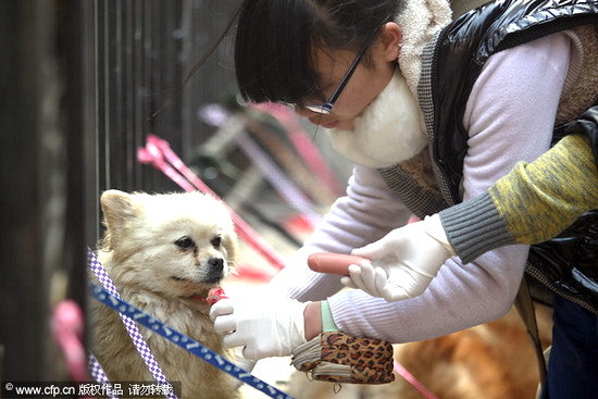 Should eating dogs be banned in China?