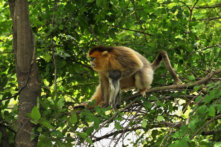 Animals as art in the Qinling Mountains