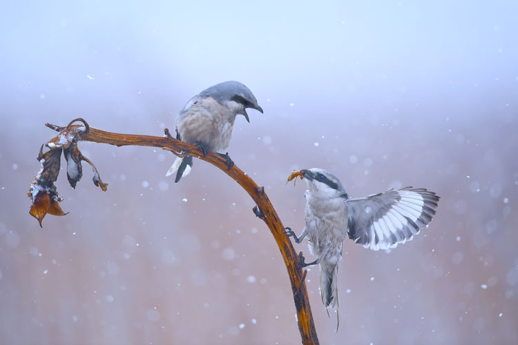 Capturing beauty of birds in the wild