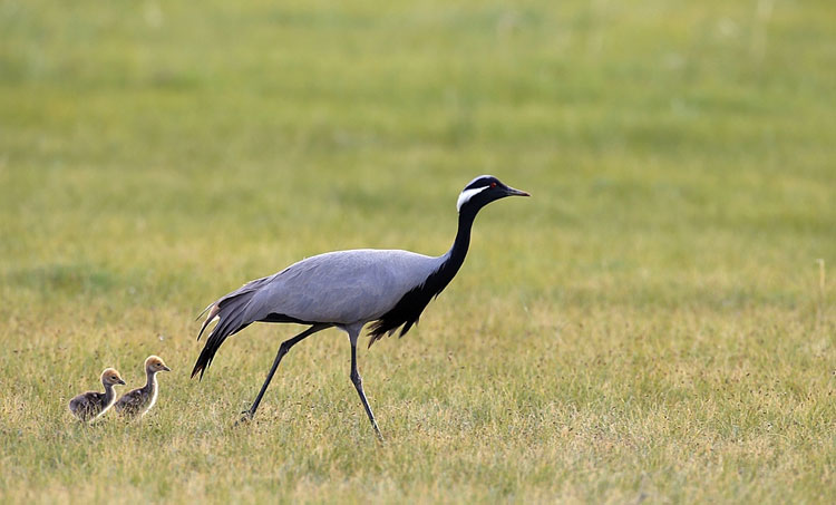 Taking flight with birds for 22 years