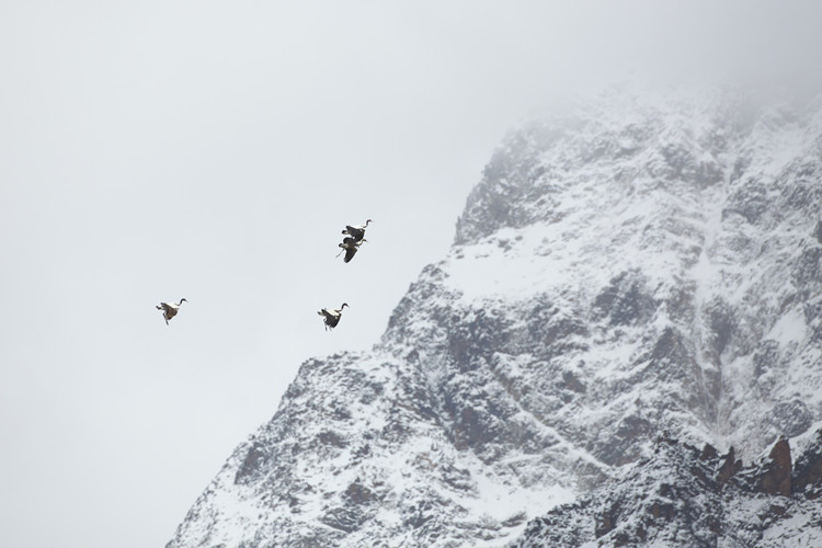 Wildlife photography pioneer blazes trail