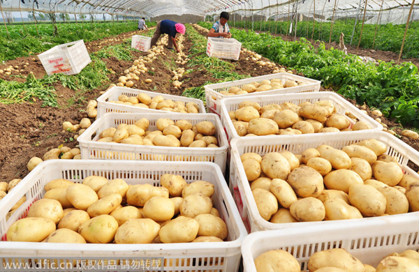 Better to label potato as staple, not vegetable