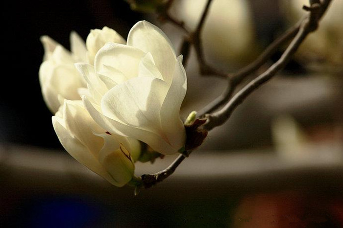 Spring turns Beijing into city of flowers