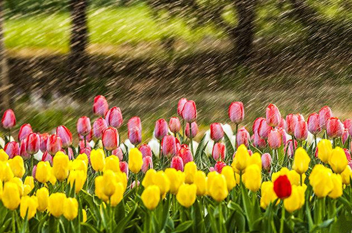 Spring turns Beijing into city of flowers