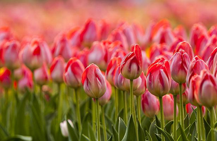 Spring turns Beijing into city of flowers