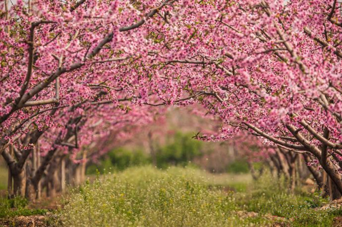 Spring turns Beijing into city of flowers