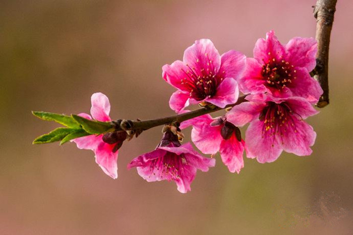 Spring turns Beijing into city of flowers