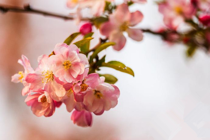 Spring turns Beijing into city of flowers