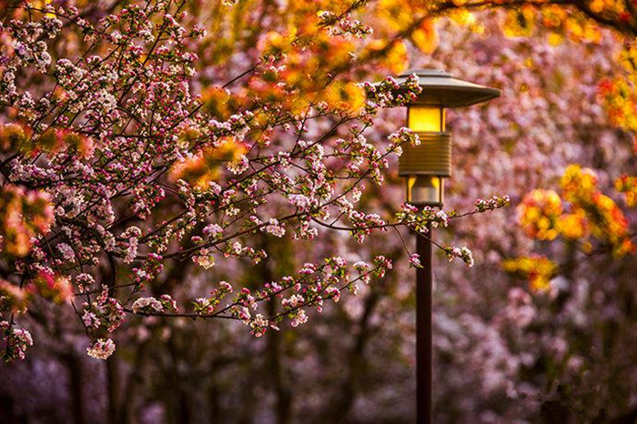 Spring turns Beijing into city of flowers