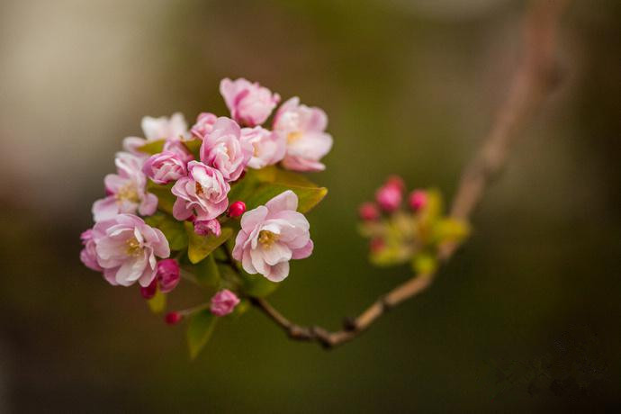 Spring turns Beijing into city of flowers