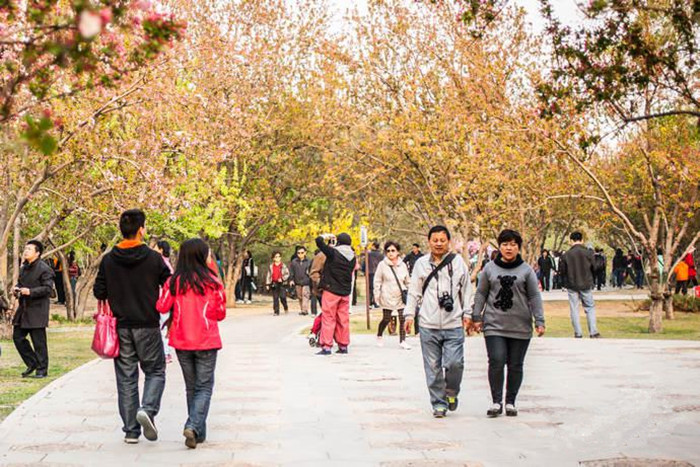 Spring turns Beijing into city of flowers