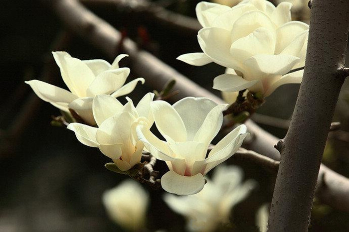 Spring turns Beijing into city of flowers