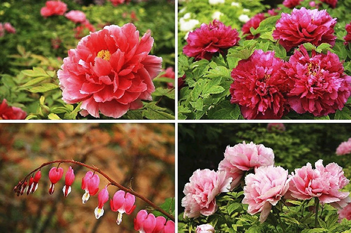 Luoyang, the peony paradise