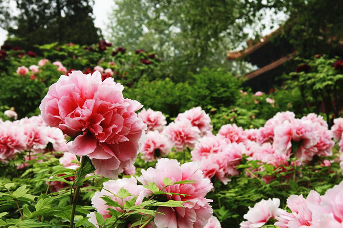Luoyang The Peony Paradise[1] Cn