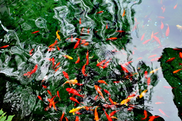 Springs bring pleasure and wealth to Jinan