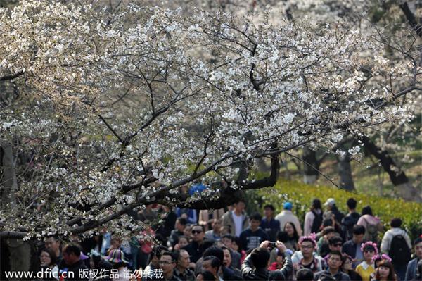 Cherry blossoms at Wuhan University