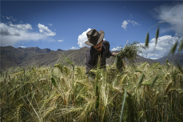 返乡日记 (<EM>fănxiāng rìjì</EM>): Diaries about rural hometowns