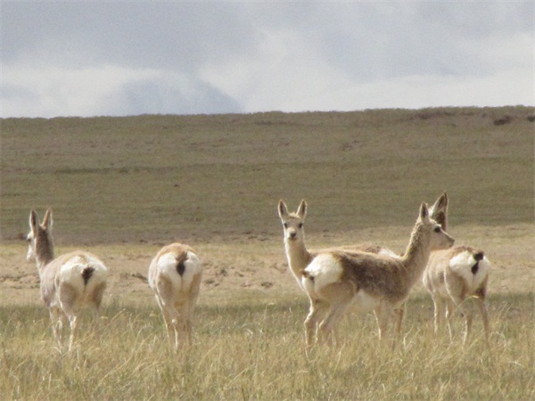 Dedicated rangers preserve Altun mountain for wildlife
