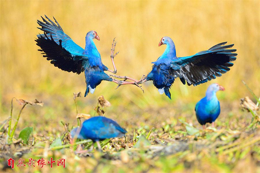 Wild birds reveal their beauty in Year of the Rooster