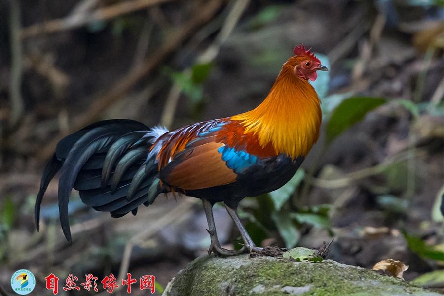 Wild birds reveal their beauty in Year of the Rooster