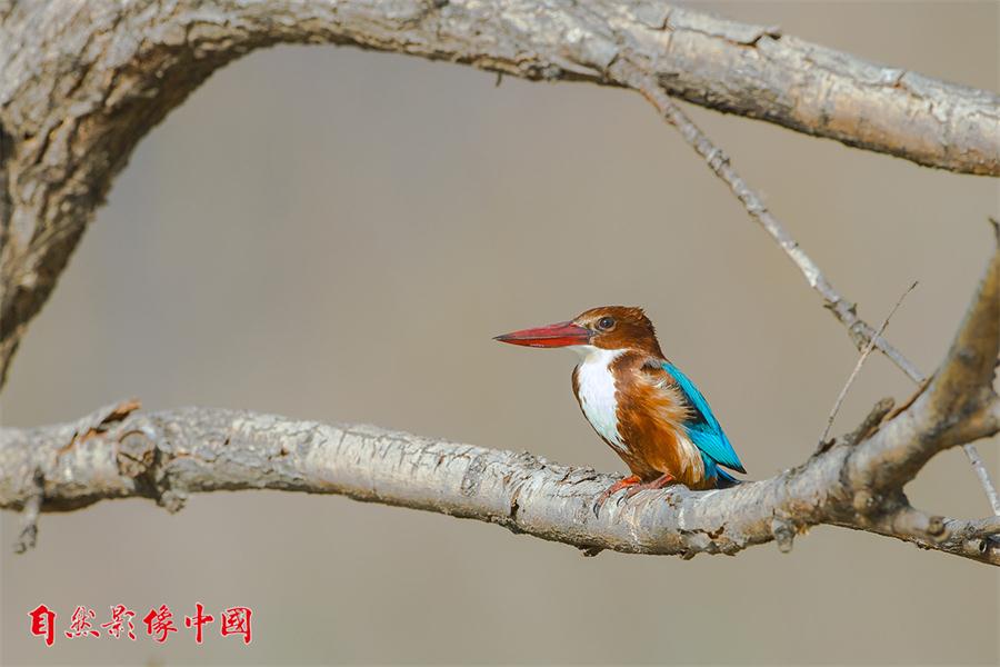 Wild birds reveal their beauty in Year of the Rooster