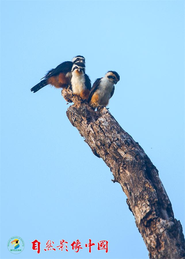 Wild birds reveal their beauty in Year of the Rooster