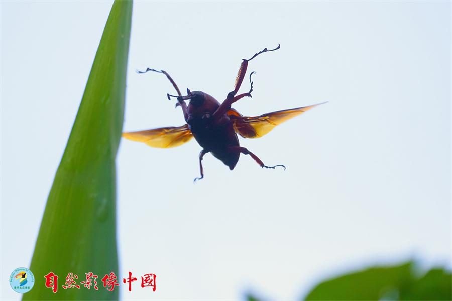 Wild birds reveal their beauty in Year of the Rooster