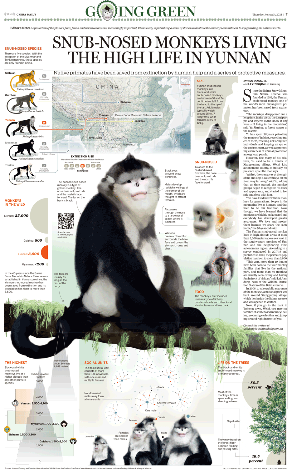 Snub-nosed monkey China Daily infographic