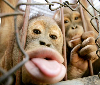 Orangutans stay in a cage in a wildlife protection centre in Ratchaburi province, about 125 km (78 miles) west of Bangkok April 15, 2006. Wildlife officials from Malaysia, Thailand and Indonesia are scheduled to meet on April 21 to decide the fate of dozens of orangutans which were smuggled into Thailand nearly two years ago. Thai authorities in 2004 confiscated more than 100 orangutans from the private Safari World zoo near Bangkok, where they were forced to perform in daily boxing matches.