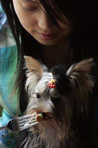 A dog owner feeds her Yorkshire Terrier at the Coolbaby dog restaurant in Beijing May 20, 2006. The newly opened dog theme park, the first in China's capital, has a playground, a swimming pool, obstacle courses, and also a restaurant specially designed for pets. Not only can pets have meals together with their owners, but the recipes offered are based on nutritional science and tailored for dogs of different breeds, ages and sizes. According to the Chinese lunar calendar, 2006 is the year of the dog. [Reuters]